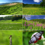夏天大自然美景蔚蓝的天空森林山野花草昆虫实拍视频素材