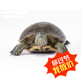 乌龟活体 巴西龟苗 巴西彩龟 巴西翠龟 宠物龟 全品 3-4厘米 特卖
