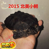 2015北美小鳄龟活体小E龟水龟乌龟活体宠物龟10厘米左右送龟粮