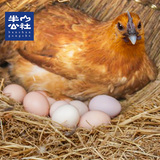 农家散养土鸡蛋纯天然新鲜柴鸡蛋30枚礼盒包邮 企业礼品私人定制