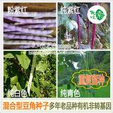 老种 小妹自留多种混合型 5月豆角种子 豇豆 广东农家传种老品种