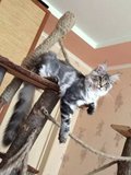 茜茜公主与喵星人世界名猫美国缅因猫长毛猫品相极佳大型猫母猫