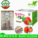 新鲜有机巧克力草莓顺丰包邮孕妇水果精品2斤礼盒装杨氏草莓直销