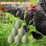 芦花鸡绿壳蛋种蛋受精蛋可孵化农民大叔精心培育新鲜 热销中