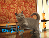 【琥珀】cfa带繁育权英国短毛猫蓝猫幼猫 红眼色 公 宠物有视频