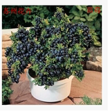 蓝莓苗适合北方种植当年结果南方四季常青植物阳台盆栽果树苗
