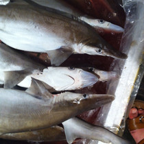 新鲜东海大小鲨鱼 尖头鲨鱼 条重1斤以上 非冻品 去风湿抗癌效用