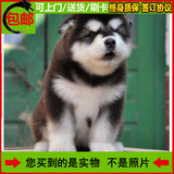 专业繁殖 纯种阿拉斯加犬 幼犬出售 巨型雪橇犬 家养活体宠物狗狗