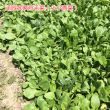 上海涵园欢欢小院农家菜 鸡毛菜 小青菜 新鲜时令蔬菜 500G/件