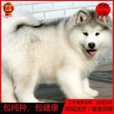 出售赛级阿拉斯加雪橇犬巨型纯种阿拉斯加犬幼犬灰色桃脸宠物狗狗