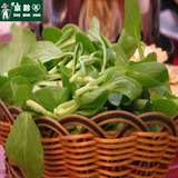 【京黔园】新鲜蔬菜精品蔬菜 鸡毛菜 青菜 150g 北京买菜同城配送