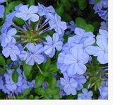 蓝雪花苗带土和苗杯包成活木本植物花卉盆栽半爬藤多年生庭院植物