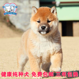 柴犬日系纯种幼犬狗狗出售 小型宠物狗毛量大赛级宠物狗全国包邮
