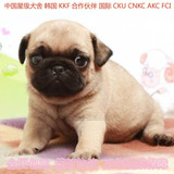 北京狗巴哥犬幼犬出售纯种巴哥幼犬赛季超可爱宠物狗八哥小型犬01