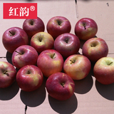 红韵 预售2016云南昭通红富士冰糖心野生丑苹果85-90新鲜水果6Kg