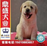犬舍奶白色拉布拉多幼犬出售/纯种健康宠物犬狗狗/包邮皇冠店KU3