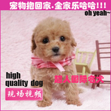 精品泰迪犬纯种幼犬低价出售活体玩具泰迪幼犬家养贵宾犬BJ-12