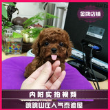 【跳跳山庄】韩国血统 泰迪 幼犬 纯种 茶杯/玩具 酒红色泰迪犬