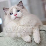 【雅典娜布偶猫】自留种公蓝双色超完美纯种布偶猫弟弟/展示不售