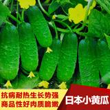 日本小黄瓜种子 春播/阳台种菜/盆栽 蔬菜瓜水果籽 10粒