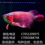 顶级紫艳马来新加坡红龙鱼印尼辣椒红龙鱼金龙鱼活体大型观赏鱼苗