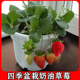 蔬菜种子四季水果盆栽奶油白红草莓种子家庭菜园阳台专用易种包邮