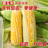 水果玉米云南特产新鲜现摘甜玉米棒非专基因绿色有机食品9斤包邮