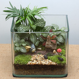 生态微景观办公室龙猫创意盆栽DIY迷你植物玻璃盆栽摆件生日礼物