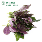 绿仁农家自产生态蔬菜新鲜紫背天葵紫葵  一份350g 厦门同城配送