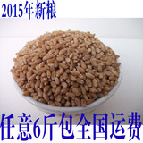 2015年新有机小麦草种子/小麦种子可榨汁保健种子