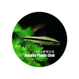 【APC】黑线飞狐 除黑毛 丝藻 工具鱼 热带鱼 观赏鱼 活体 清洁鱼
