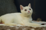 (沈阳新家）纯种高品质宠物猫咪英国短毛猫 纯白色妹妹MM