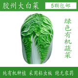 正宗胶州大白菜新鲜绿色有机无公害纯天然蔬菜农家自种约5斤/颗