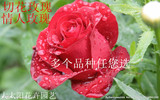 【蓝色玫瑰】当年开花 盆栽花卉 玫瑰花苗 四季播盆栽地栽易种植