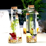 鱼瓶生态缸斗鱼缸创意水族箱斗鱼缸生态瓶办公室桌面微景观鱼缸斗