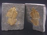 对开燕子石蝙蝠石王冠虫 三叶虫古生物化石*天然动物标本原石07