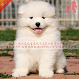 出售精品纯种萨摩耶中型工作犬雪橇幼犬家庭宠物狗狗幼犬№白色22