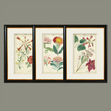 美式经典植物图谱花卉客厅玄关样板房美国原版进口画芯高档装饰画
