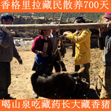 藏民自吃新鲜藏香猪正宗散养腿肉五花肉烤黑猪肉农家土猪野猪包邮