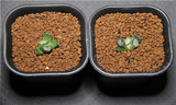 多肉植物  十二卷 万象 稻妻万象 紫稻妻 保证品种 3cm左右