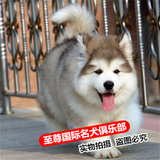 出售纯种血统熊版阿拉斯加雪橇幼犬巨型赛级灰色桃脸活体宠物狗狗