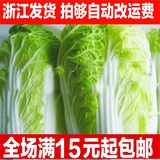 大白菜种子山东早熟白菜阳台种子盆栽白菜籽 蔬菜种子秋冬季种