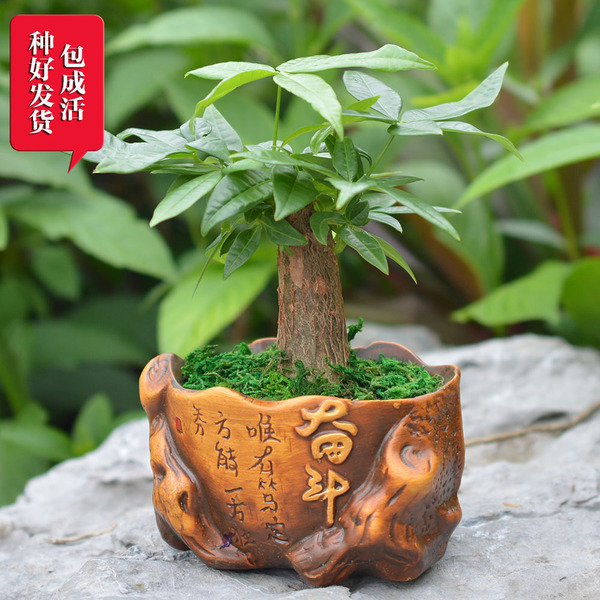 室内桌面植物小奋斗发财树包邮 盆栽盆景 办公室观叶绿植