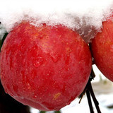 正宗阿克苏冰糖心苹果果园包邮直送新疆特产有机苹果新鲜水果苹果