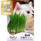 我要发芽 花卉种子 小猫草种子 有机小麦草 可水培盆栽 220粒/包