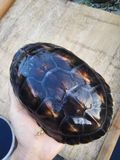 批发活体大小乌龟食用孵蛋龟中华花龟珍珠龟半陆龟一只16-25厘米