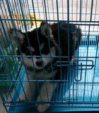 [实物拍摄]湖南长沙出售阿拉斯加幼犬公狗宝宝可上门购买