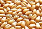 2015新收农家自产不打农药 发芽小麦 小麦子种子 可做鸟食 鱼饵