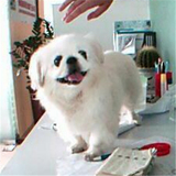 出售纯种北京京巴幼犬赛级宫廷犬超可爱长不大雪白的宠物狗狗3