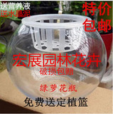 批水养养植物 水培玻璃花瓶 透明绿萝水培花盆大号圆球瓶器皿鱼缸